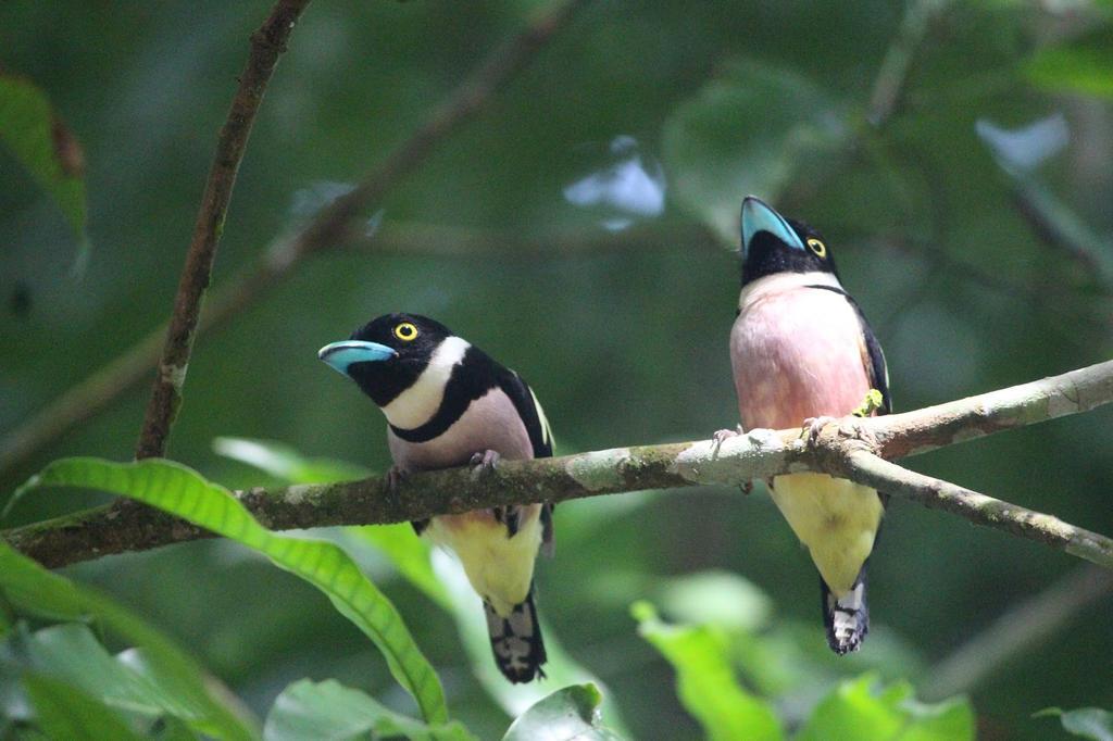 Mutiara Taman Negara Resort Kuala Tahan Bagian luar foto